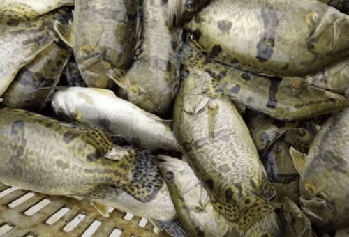 推進(jìn)配合飼料替代餌料魚，淺談鱖魚養(yǎng)殖新趨勢與破解之道